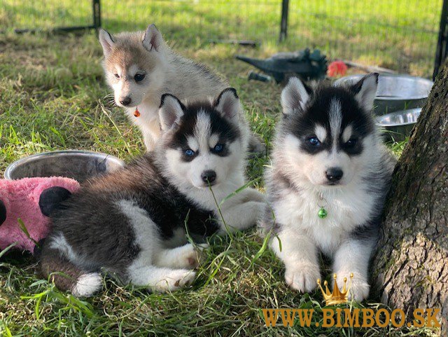 Krásne šteniatka pomsky pripravené na adopciu..