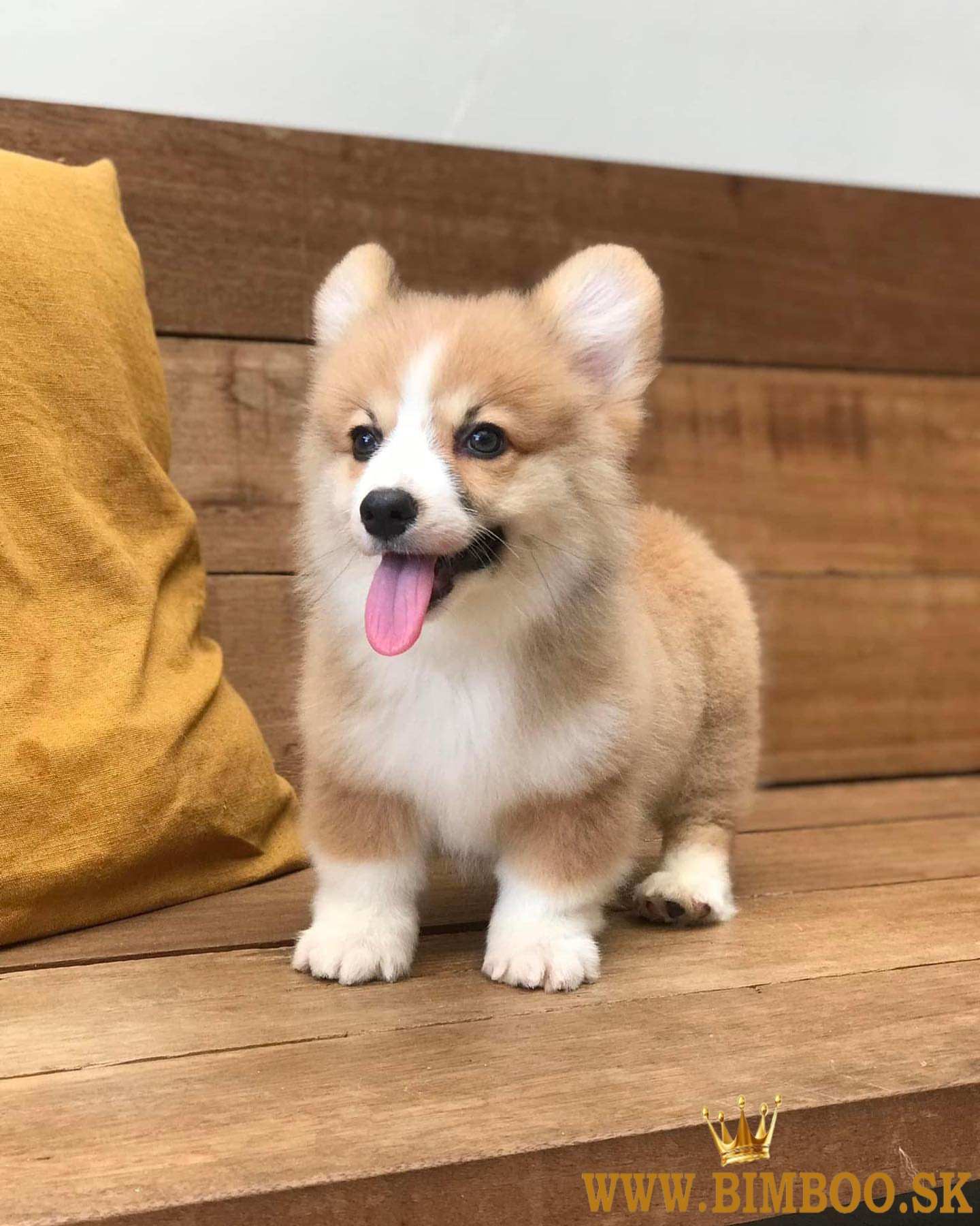 Rozkošný waleský corgi pembroke.