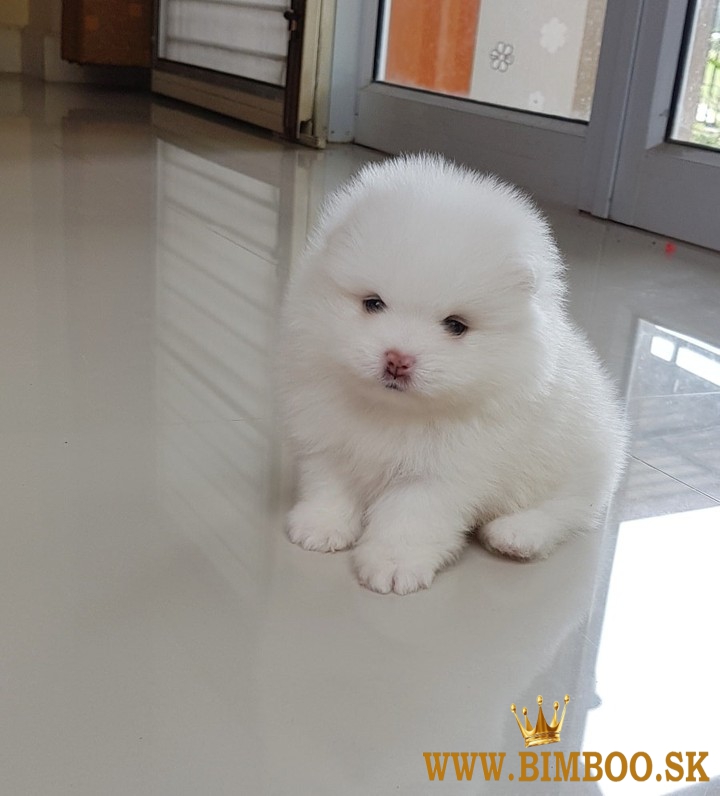  Pomeranian Šteniatko