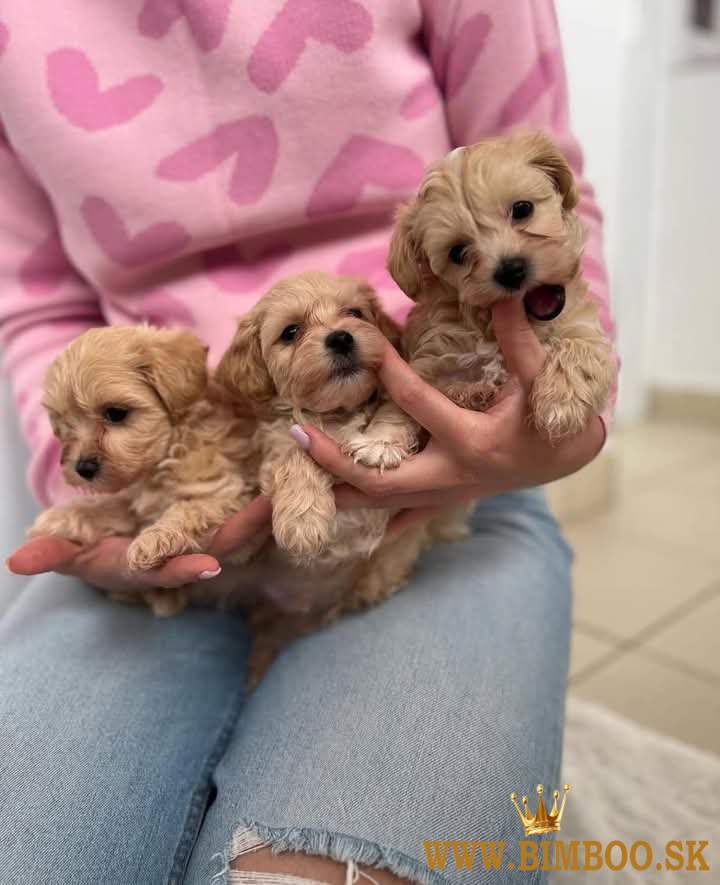 Maltipoo  šteniatka.