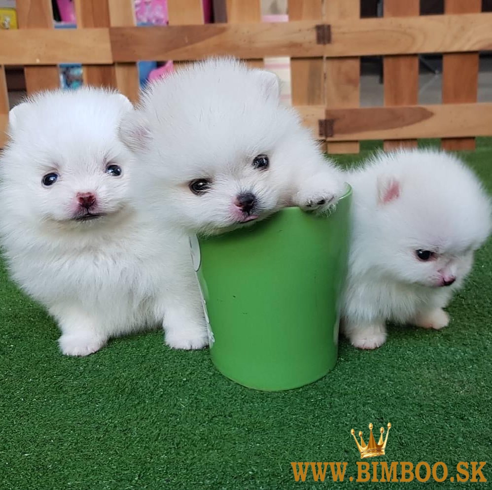 Dve úžasné šteniatka pomeraniana s T-Cup. whatsapp us: +4474901249500