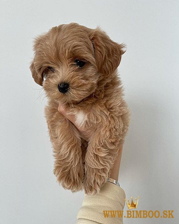 Krásne šteniatka Maltipoo