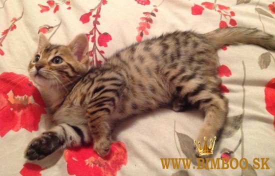Poačiatka plemena Savannah od F1 do F4. WhatsApp nás: +44núkame m7490124950