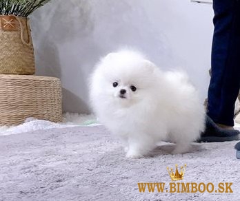 Dve úžasné šálky pomeranianských šteniatok