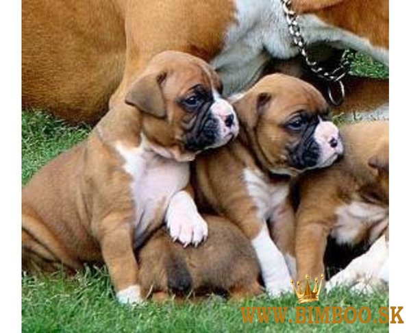 Dostupné šteniatka boxera sú teraz pripravené