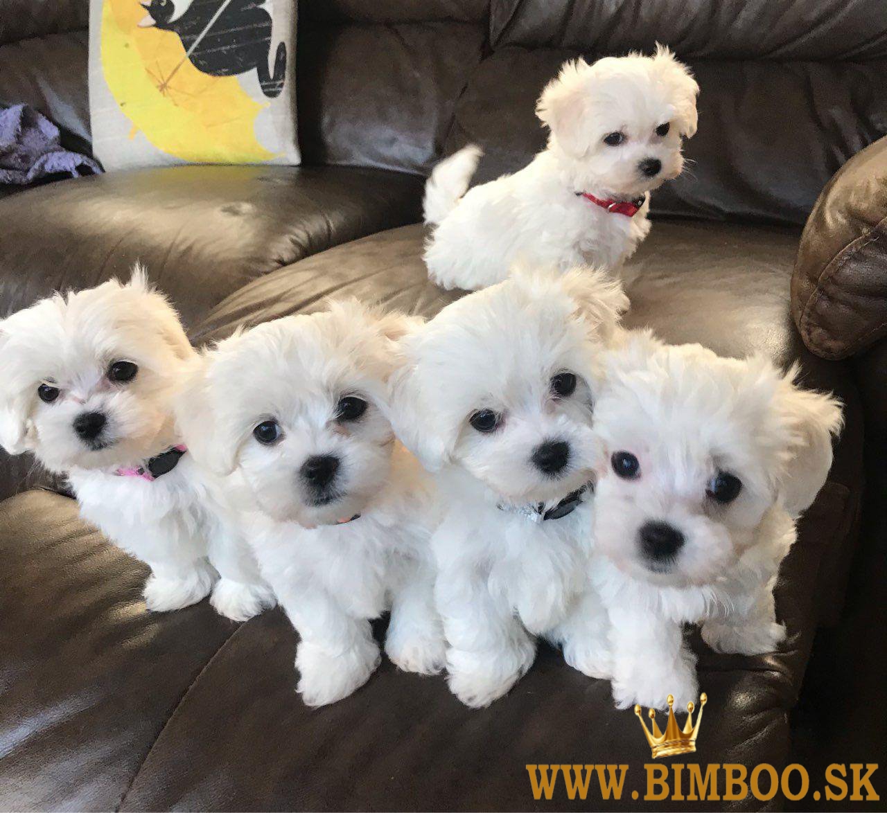 Predám šteniatka maltézskych psíkov