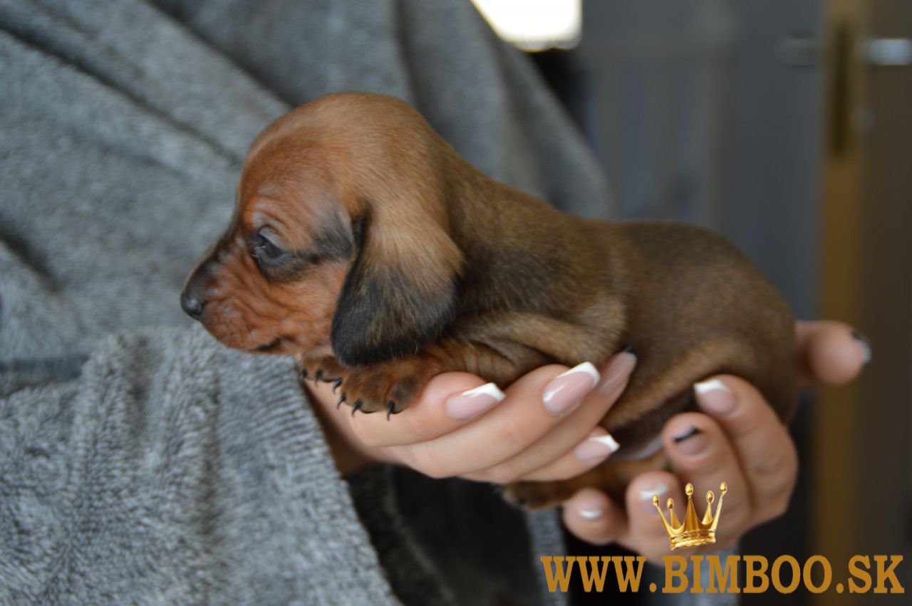 Čistokrvné šteniatka holandského buldoga. whatsapp us: +447490124950