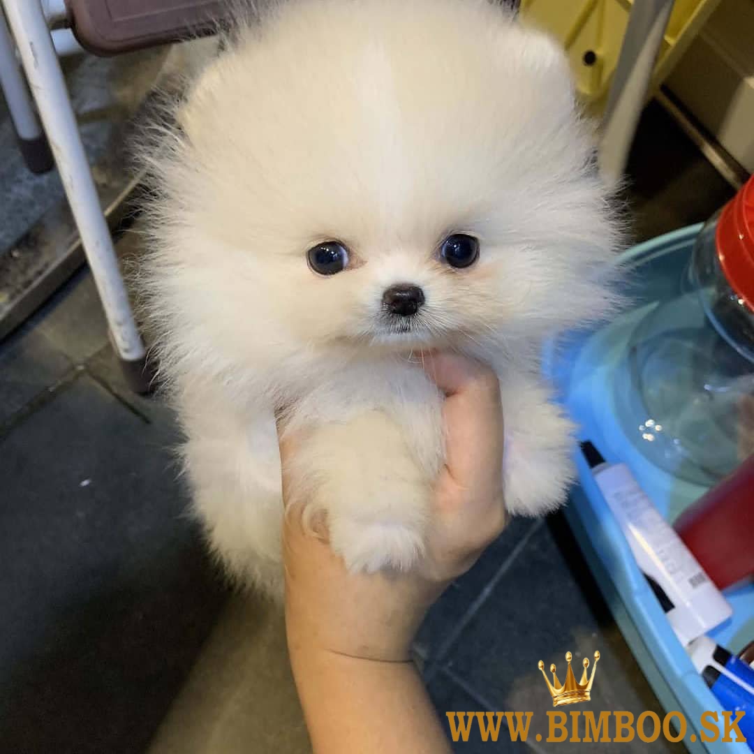 Dobre vyškolení pomeraniani  whatsapp +386 69897613