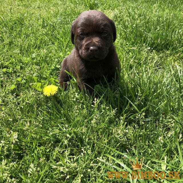 Kč Registrované šteniatka labradora