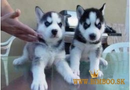 Šteniatka sibírskeho huskyho