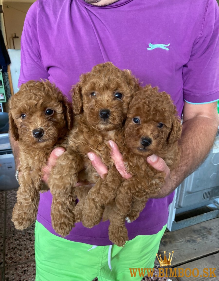 Pudel,pudlik trpaslici