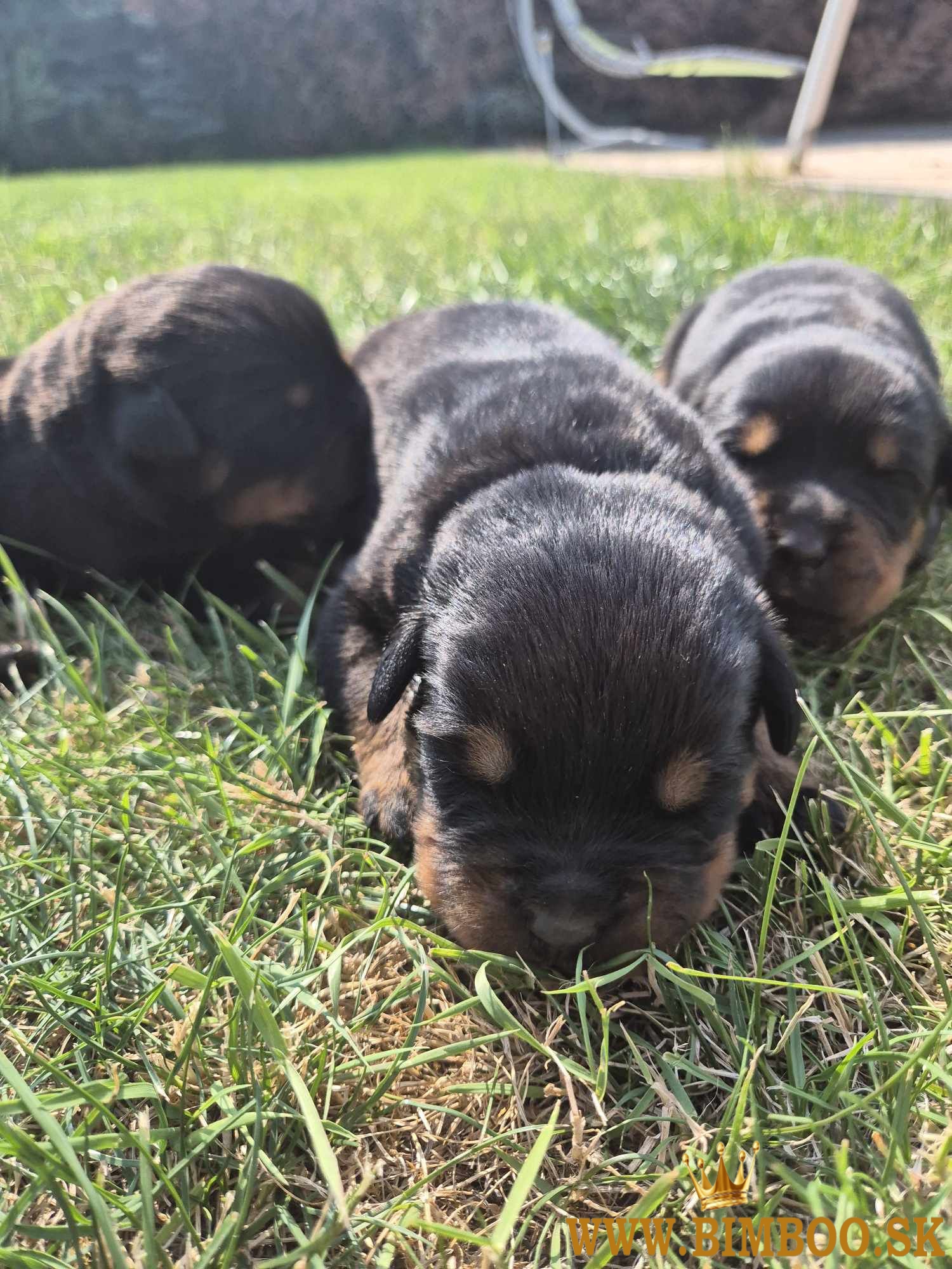 Šteniatka Rottweilera s PP