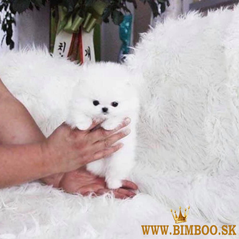 Dve úžasné šteniatka pomeraniana s T-Cup. whatsapp us: +4474901249500