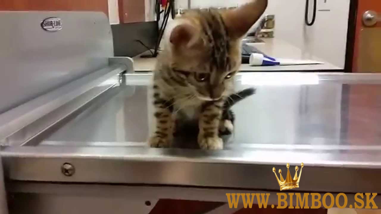 Ohromujúci bengálski samček a samica s ružicou. whatsapp nás: +447490124950