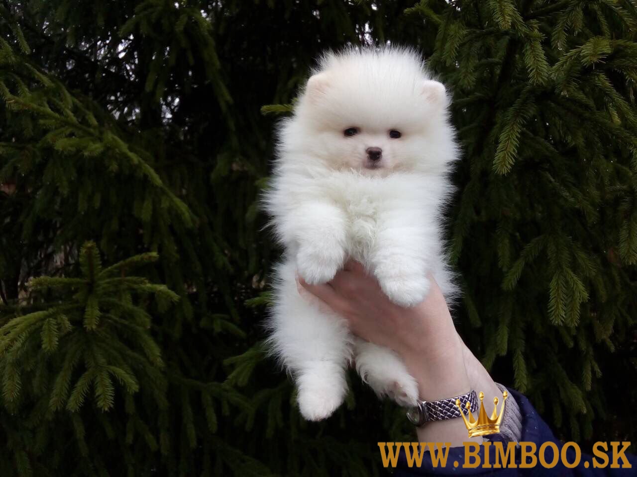 pomerian boo mini 