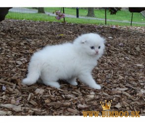 Škótske fold mačiatka. whatsapp nás: +447490124950