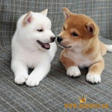 Japonský Shiba Inu