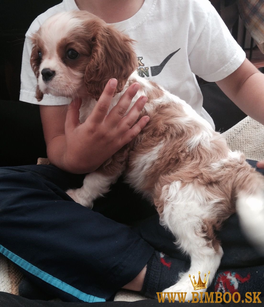 Šteniatka Cavalier King Charles Spaniel. 