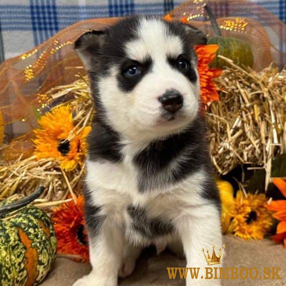 Sibiřský husky s PP 