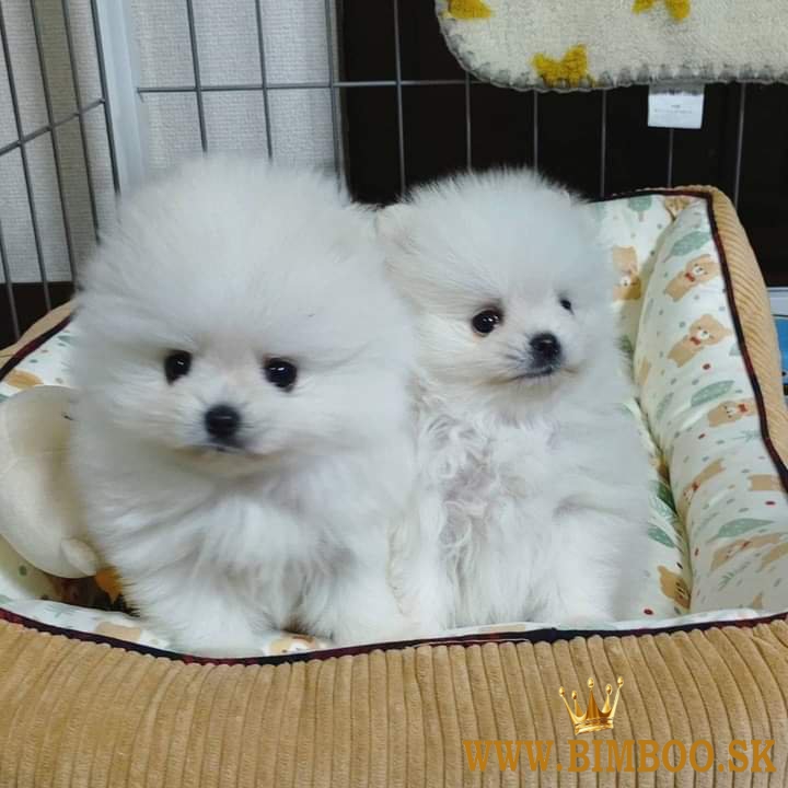 Pomeranian boo mini 