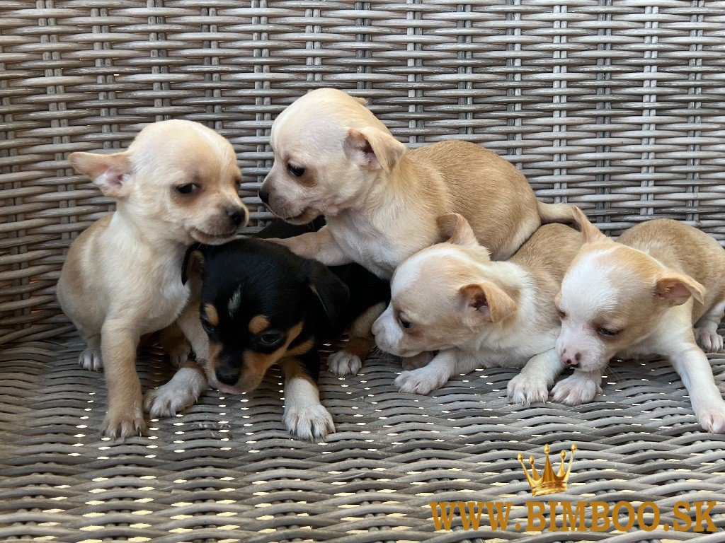 Čivava krátkosrstá mini -šteňatá