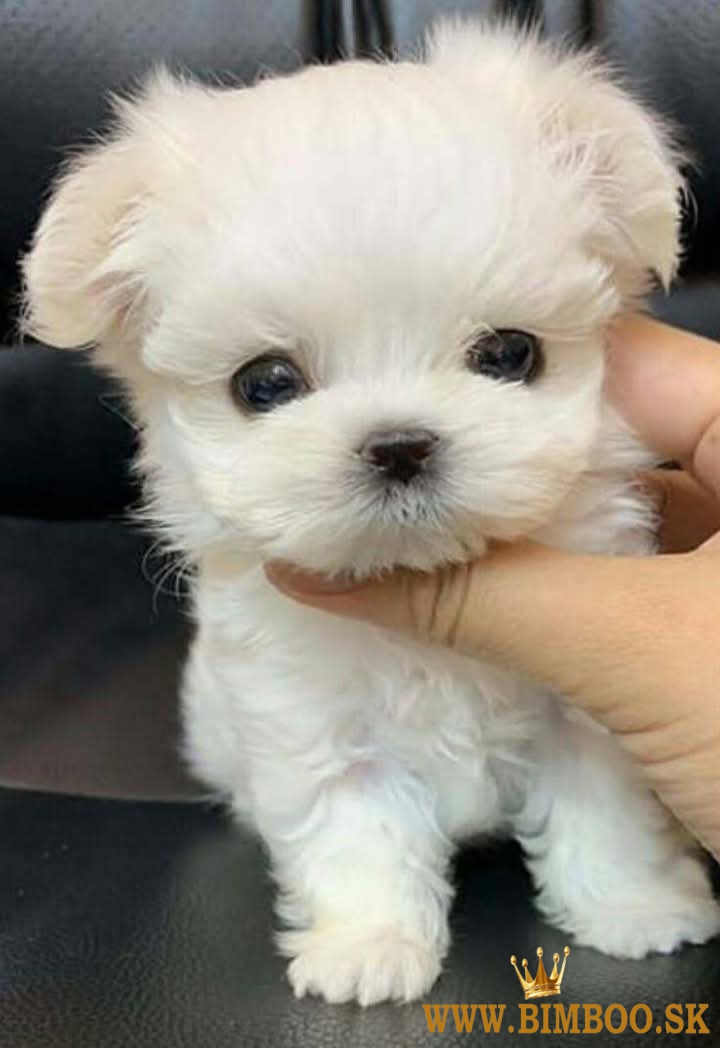 Mini maltezáčika. Šteniatka