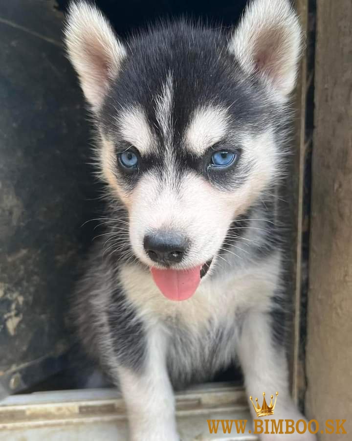 Sibiřský husky s PP 