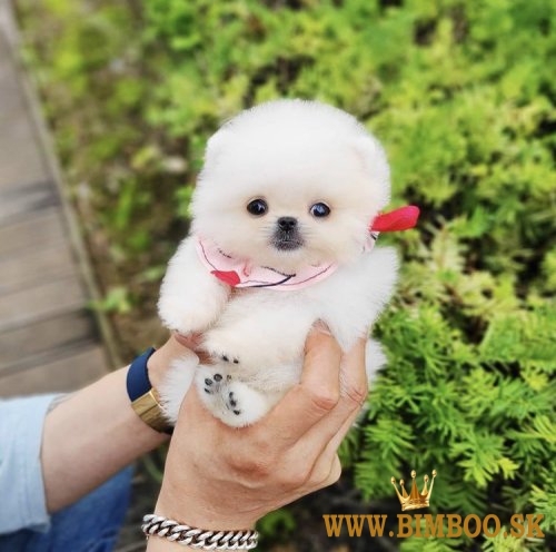 Krásne šteniatka pomeraniana pripravené na adopciu..