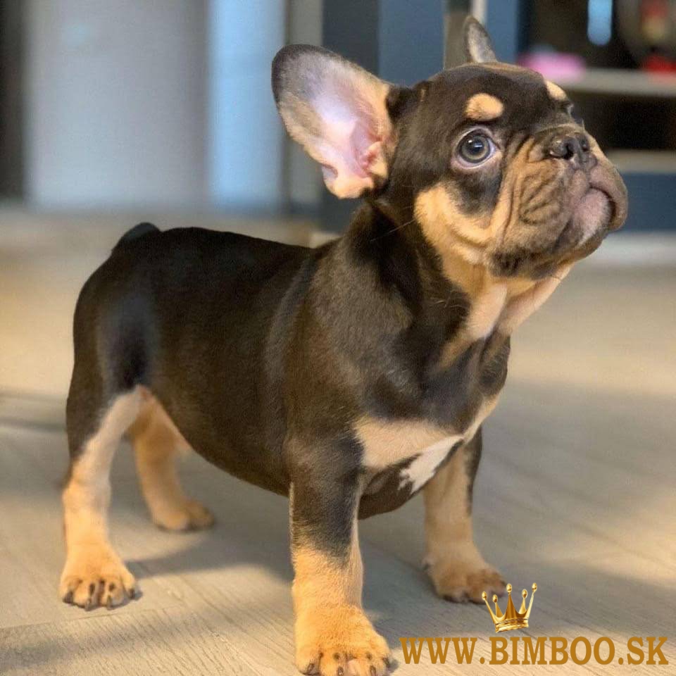 Krásne šteniatka francúzskeho buldočka pripravené na presťahovanie.