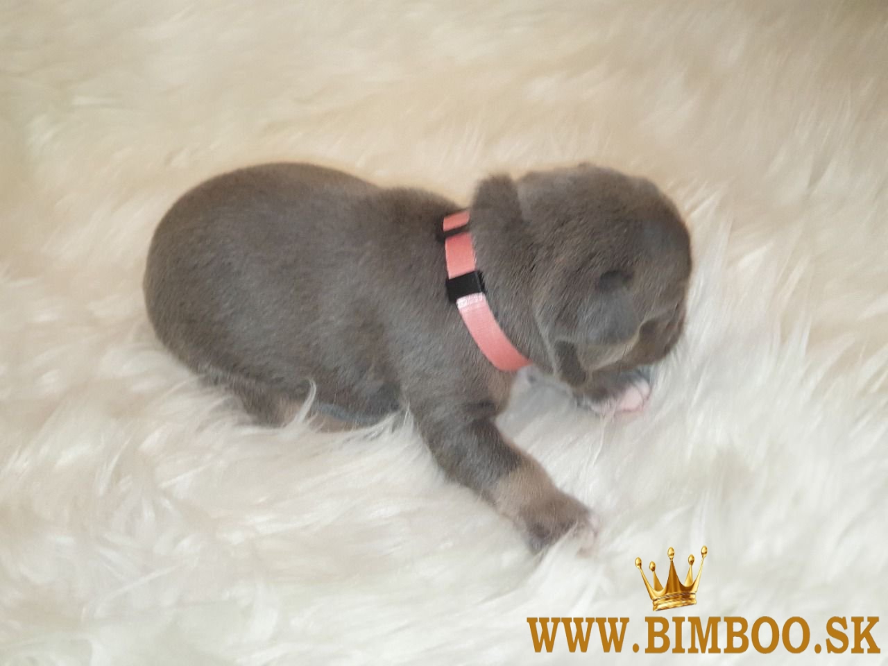 Krásne šteniatka francúzskeho buldočka