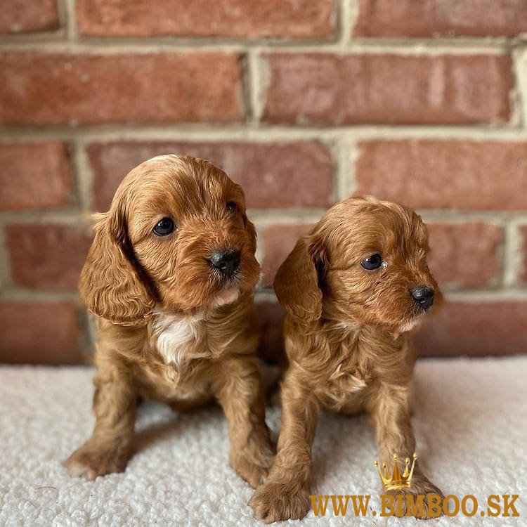 Cavapoo šteniatka  whatsapp +420 734384520