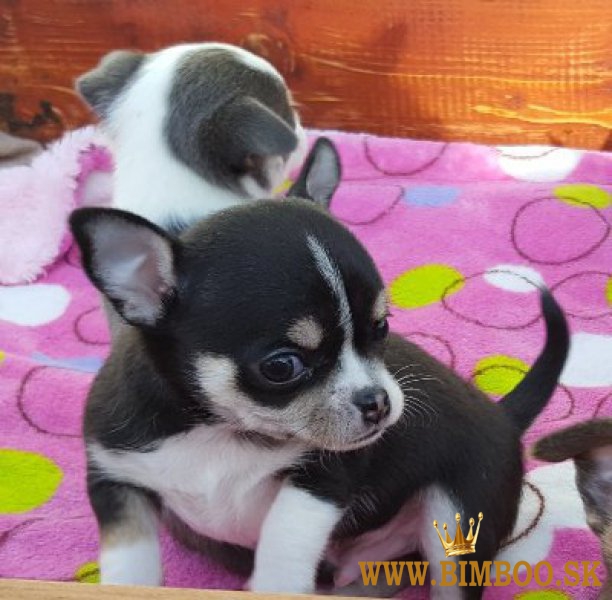 Šteniatka Chihuahua sú veľmi milujúce