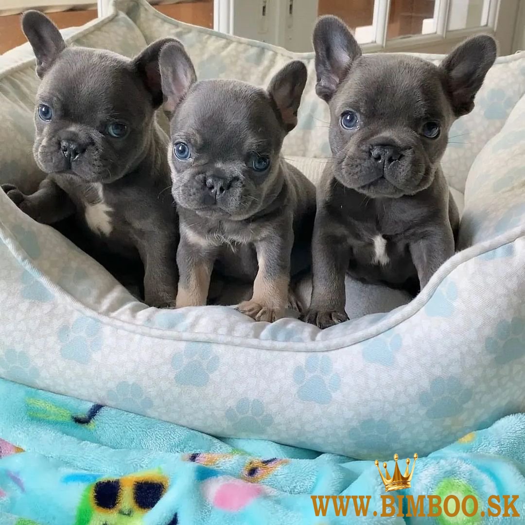 Krásne šteniatka francúzskeho buldočka