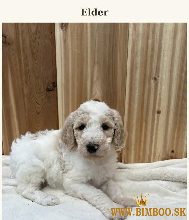 Zdravé šteniatka pudla typu „teacup“ (veľmi malý