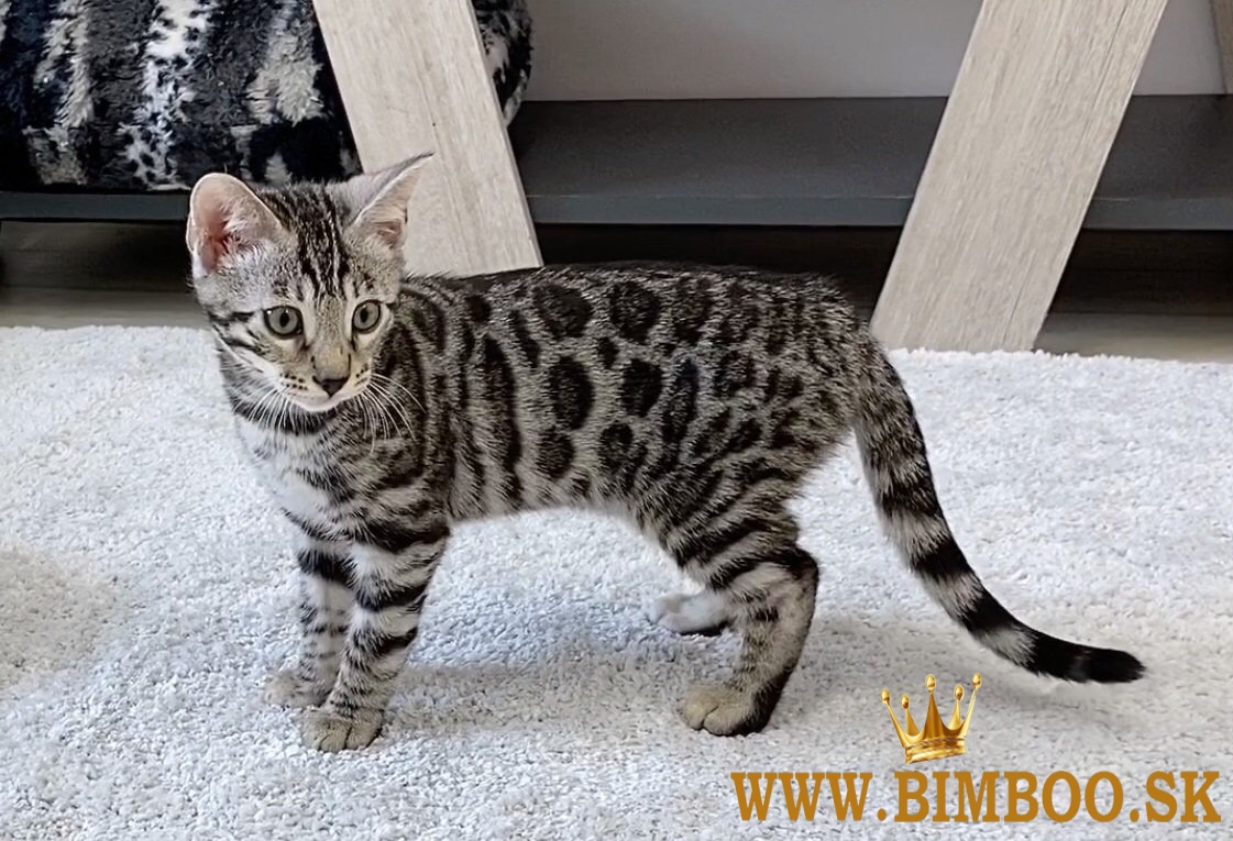 Dostupné bengálske mačiatka