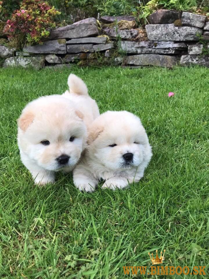 Krásne šteniatka čau-čau pripravené na adopciu..