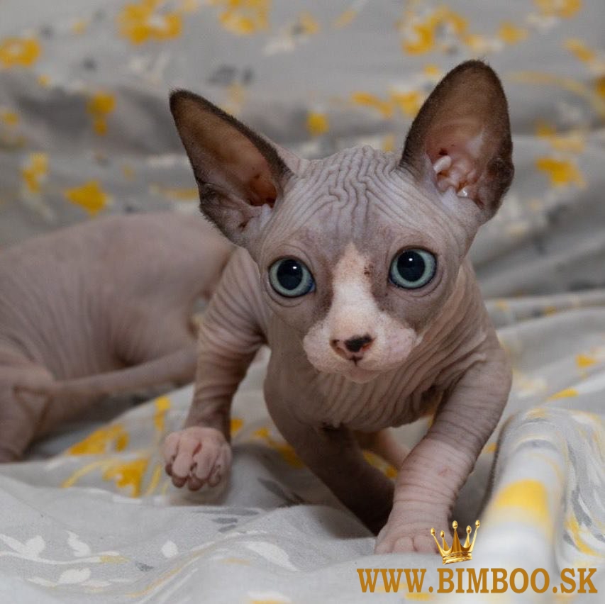 Krásne mačiatka Sphynx