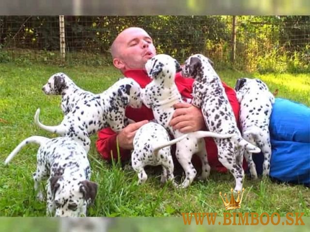 Dalmatínske šteniatka