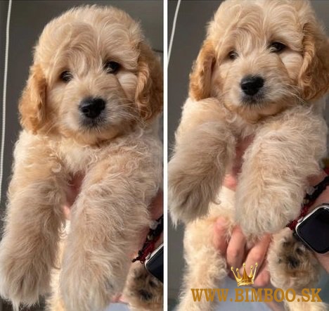 Two boys & two girls LEFT HOMEBRED MINIATUREGoldendoodles F1B +1 (559) 745-5646