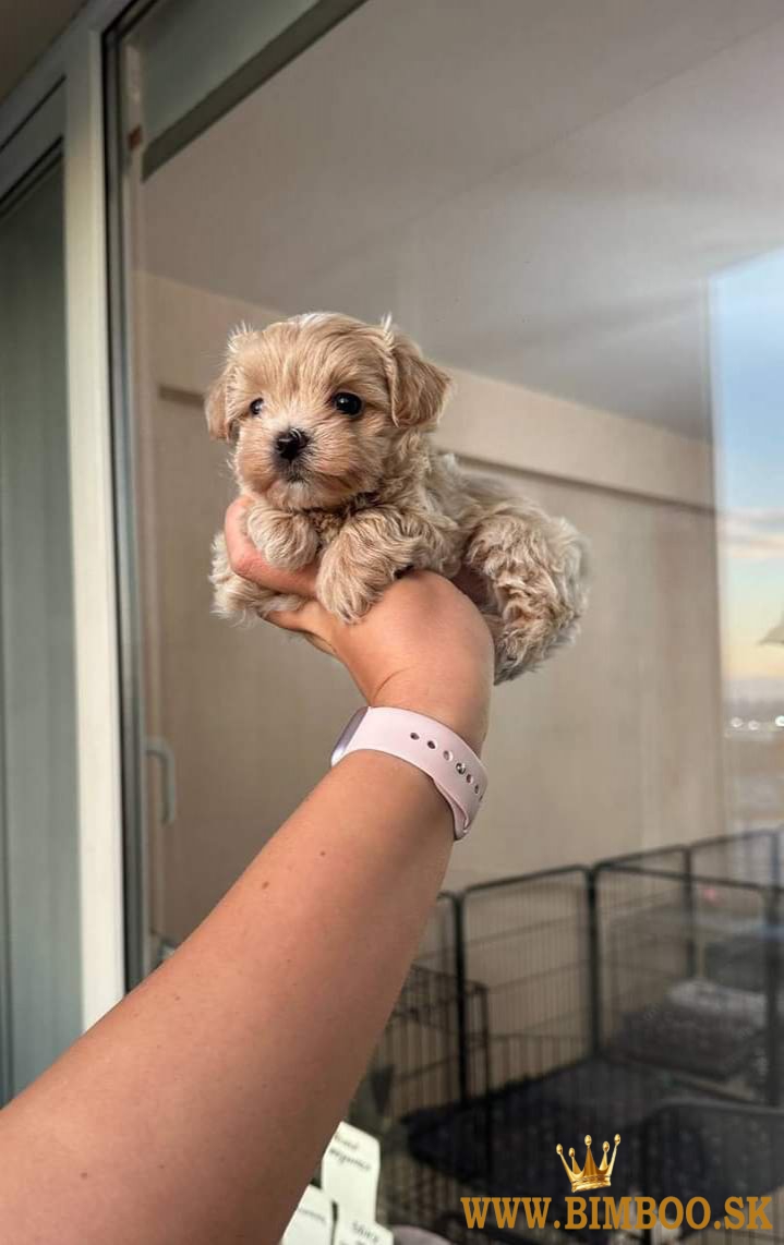 Maltipoo  šteniatka.