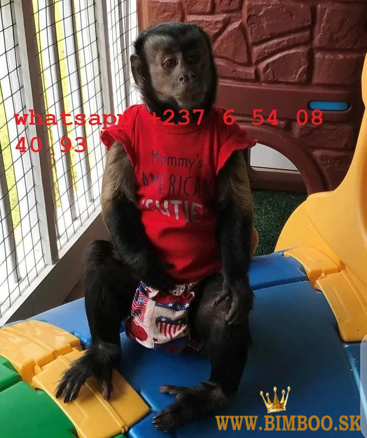 Mláďatá kapucínskych opíc najvyššej kvality