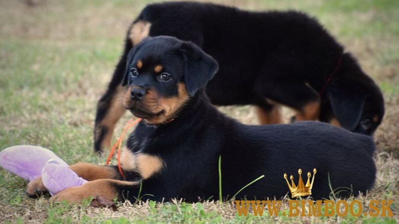 Puppy Rottweiler