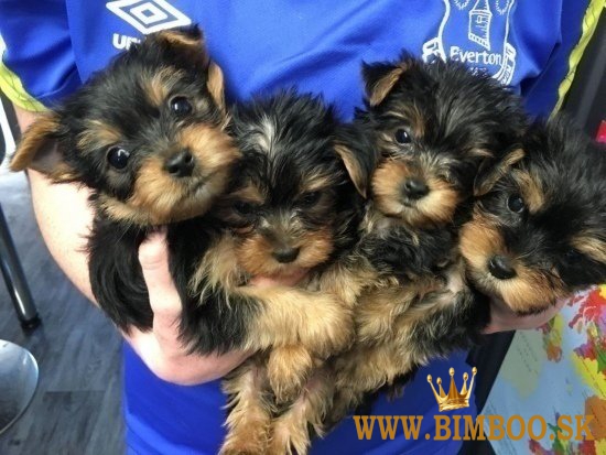mini Yorkshire Terrier