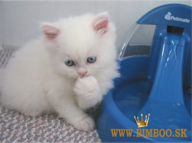 Perzské mačiatka na predaj. WhatsApp nás: +447490124950