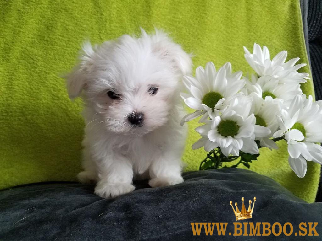 Maltézske šteniatka na predaj