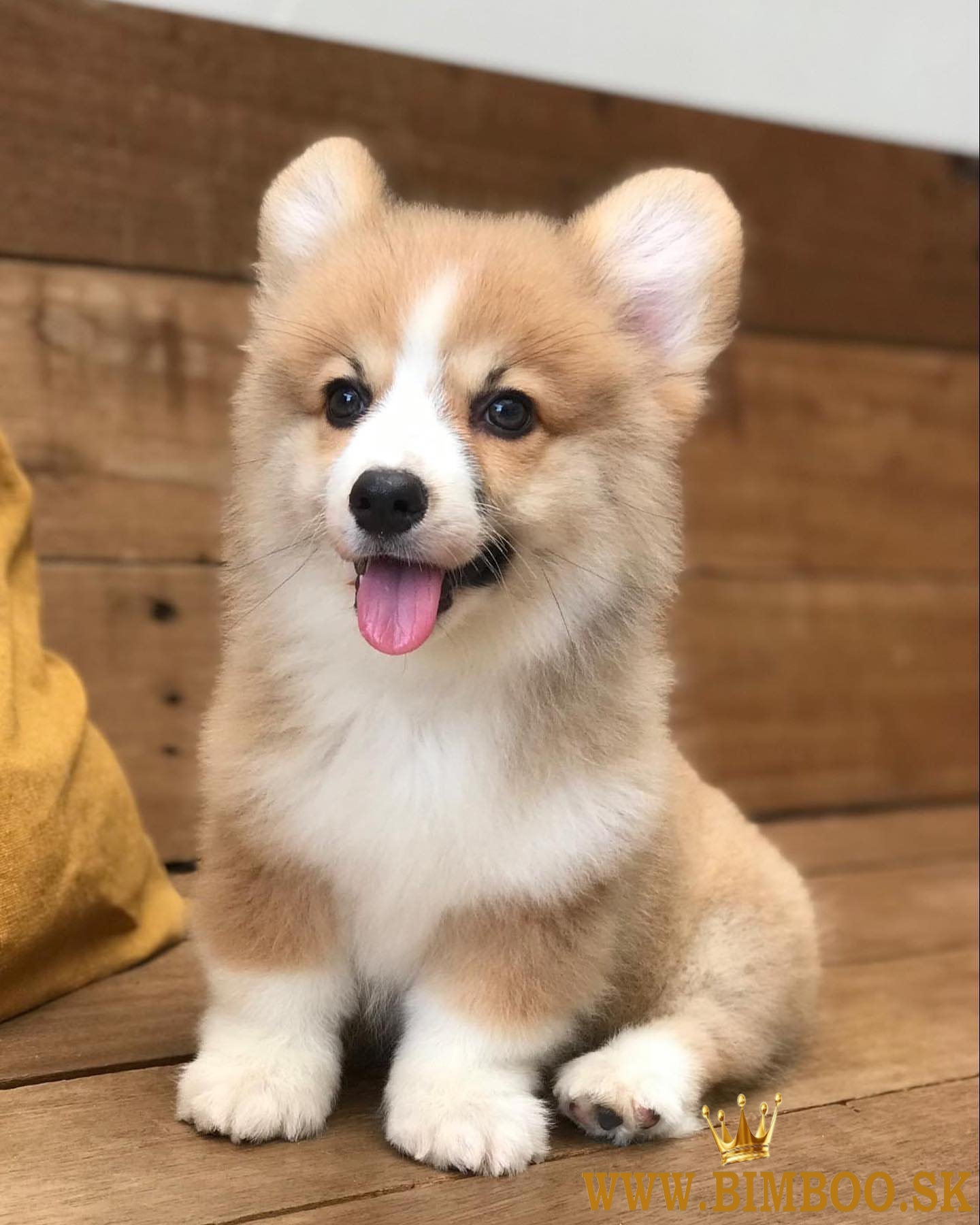 Rozkošný waleský corgi pembroke.