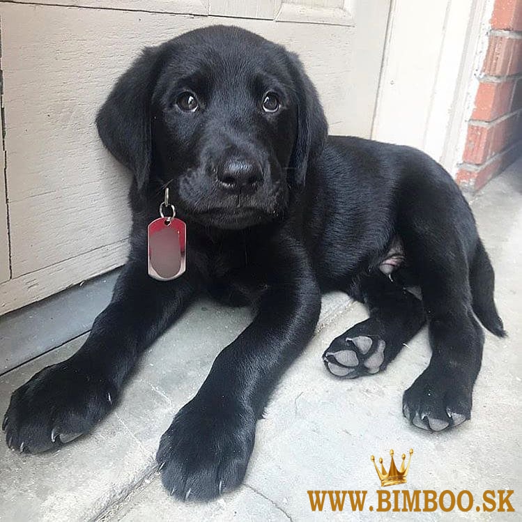 Šteniatka labradorského retrievera