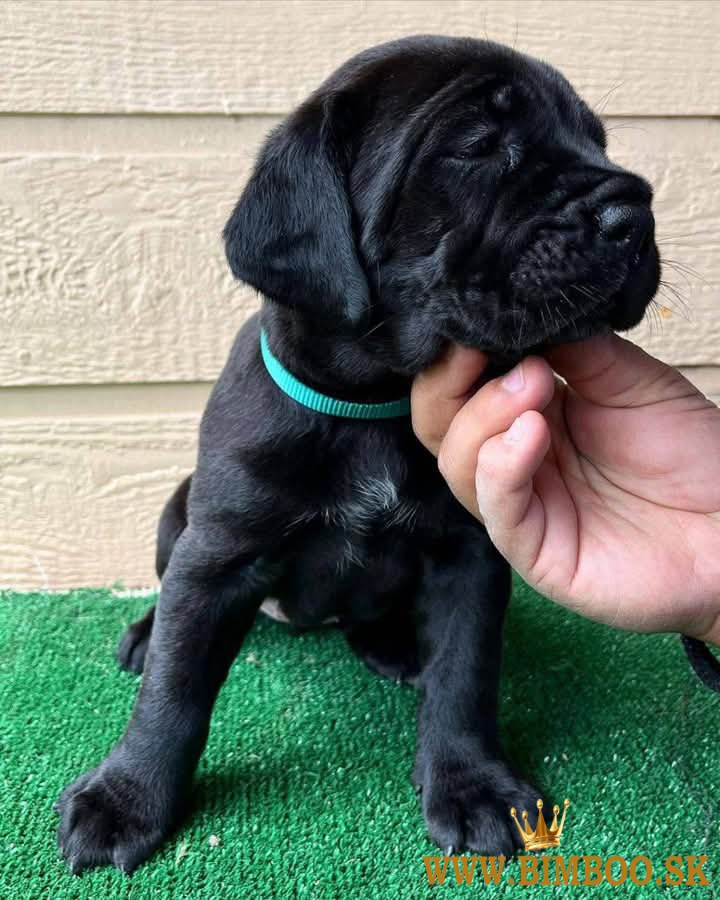 Cane corso šteniatka s rodokmeňom FCI