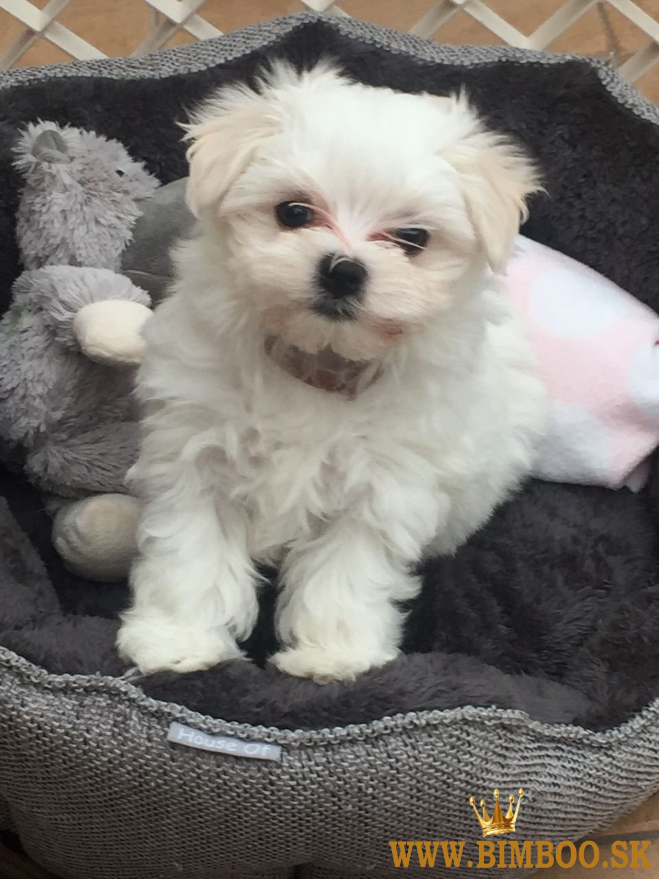 Dve šteniatka maltézskeho teriéra Teacup hľadajú novú rodinu..whatsapp nás:+447490124950