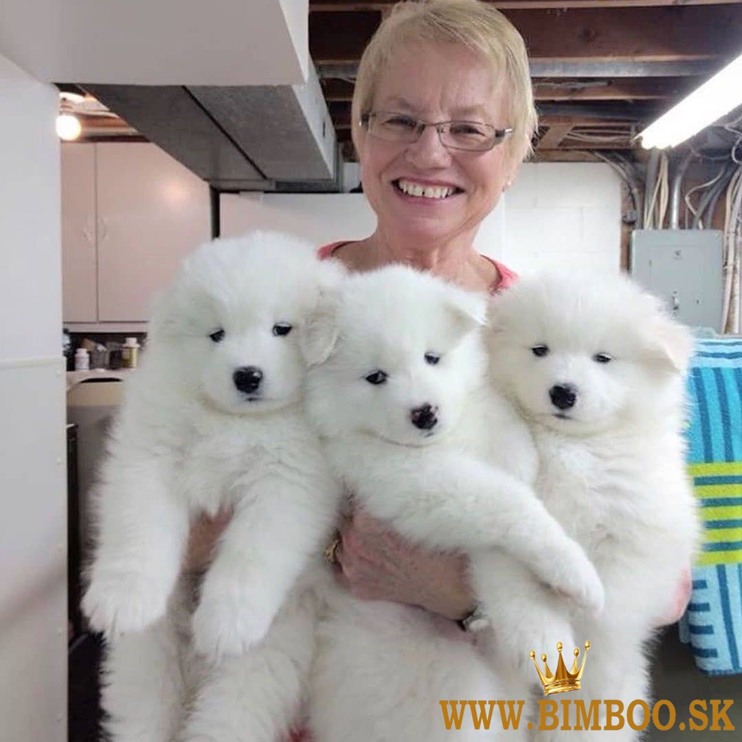 Samojed šteniatka